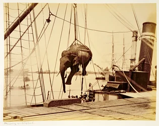 Het verschepen van een Birmaanse olifant